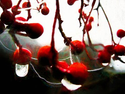 Lush Berries by Helen White
